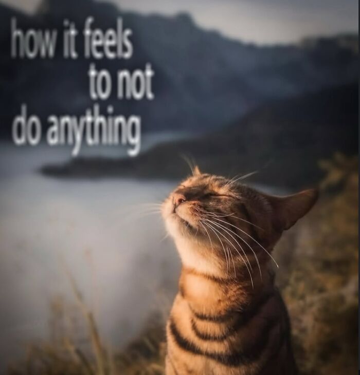 These Cat Memes Will Totally Crack You Up (No Cap)