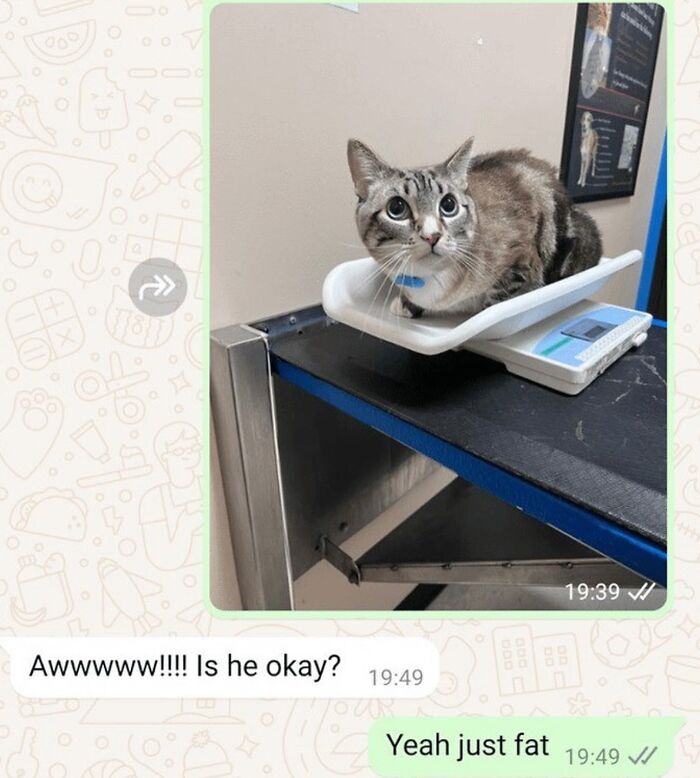 These Cat Memes Will Totally Crack You Up (No Cap)