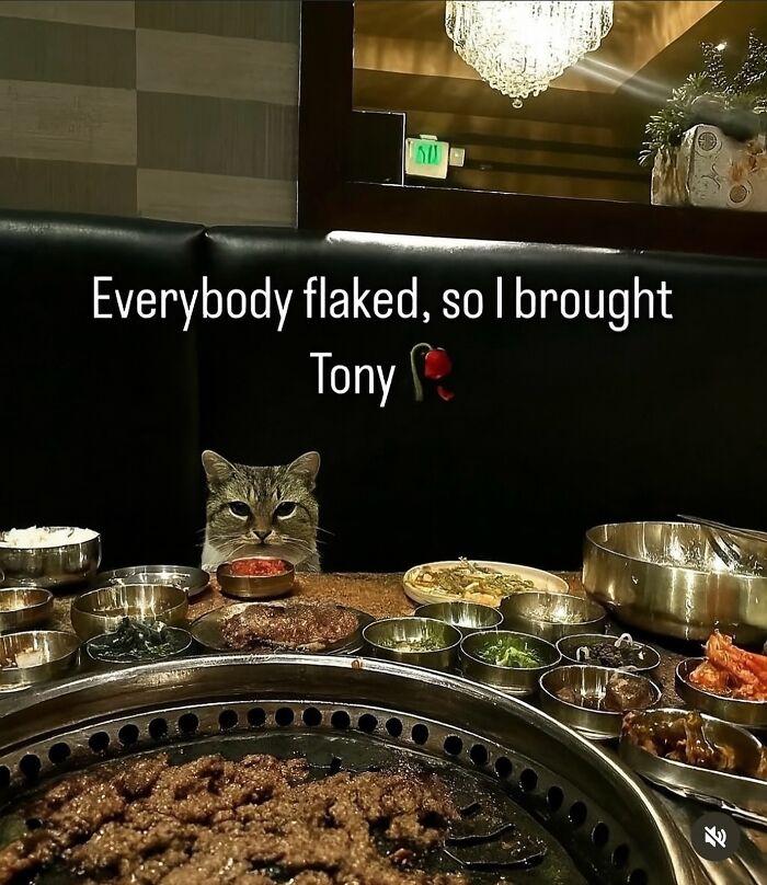 These Cat Memes Will Totally Crack You Up (No Cap)