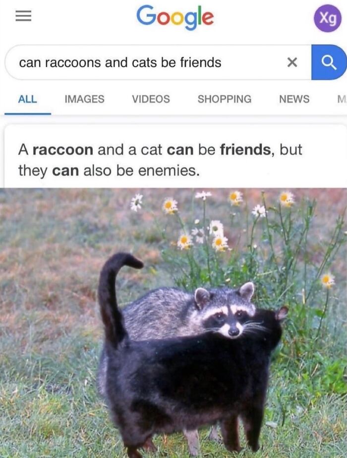 These Cat Memes Will Totally Crack You Up (No Cap)