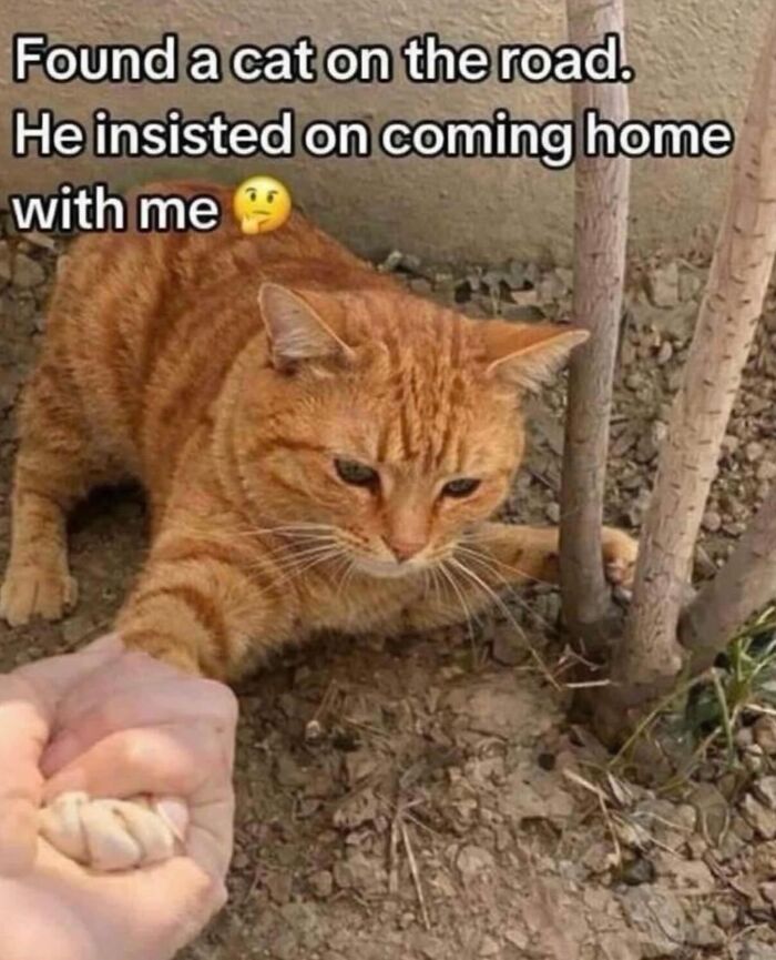 These Cat Memes Will Totally Crack You Up (No Cap)