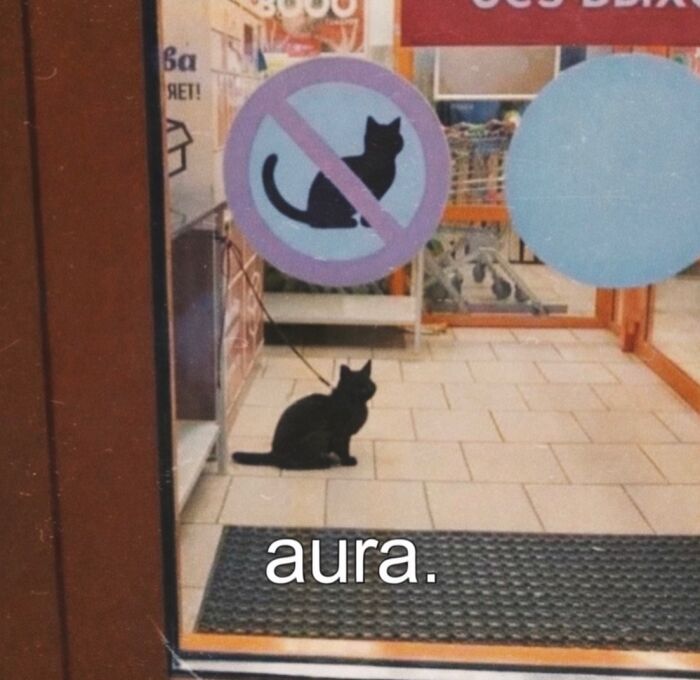 These Cat Memes Will Totally Crack You Up (No Cap)