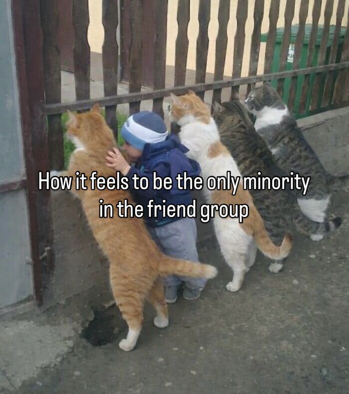 These Cat Memes Will Totally Crack You Up (No Cap)