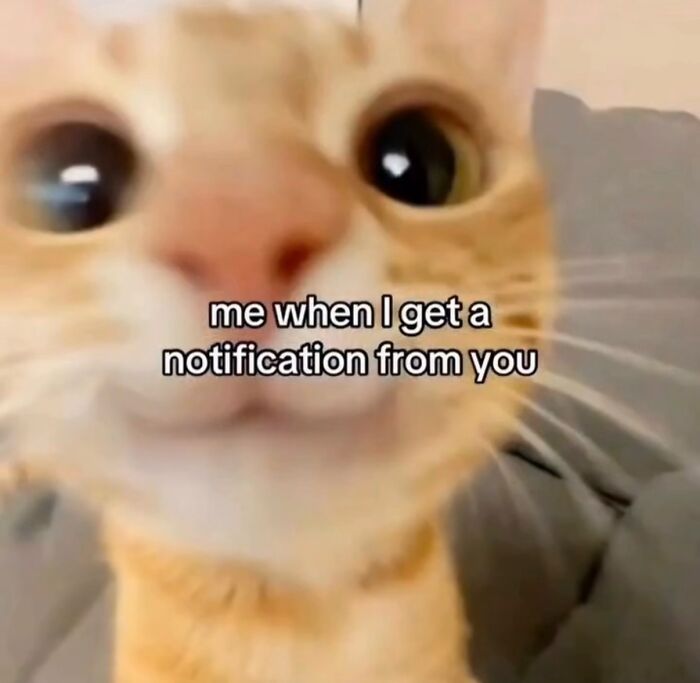 These Cat Memes Will Totally Crack You Up (No Cap)