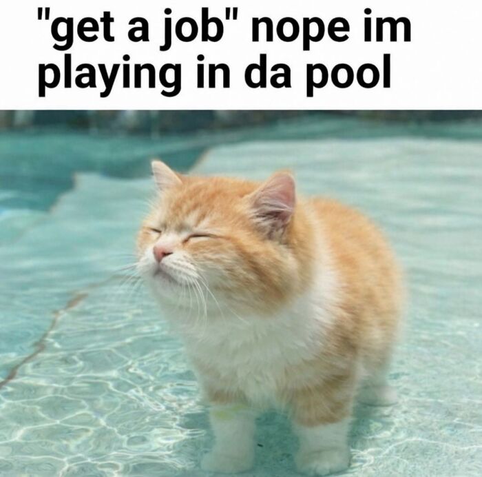 These Cat Memes Will Totally Crack You Up (No Cap)