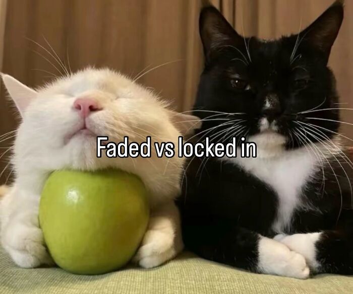 These Cat Memes Will Totally Crack You Up (No Cap)