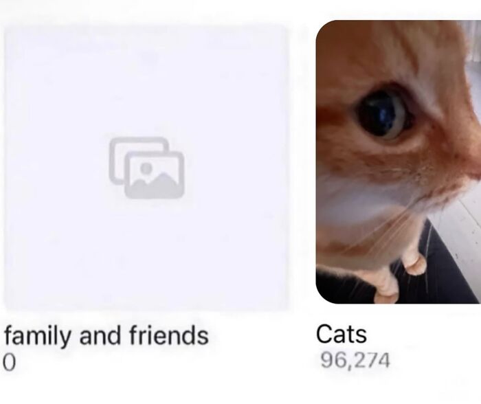 These Cat Memes Will Totally Crack You Up (No Cap)