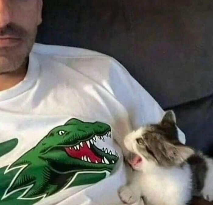 These Cat Memes Will Totally Crack You Up (No Cap)