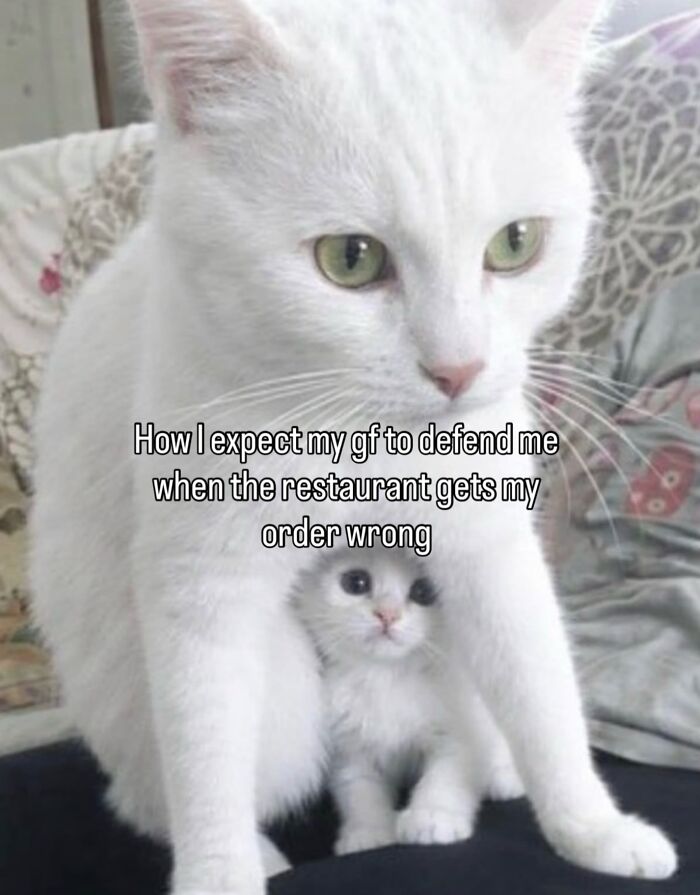 These Cat Memes Will Totally Crack You Up (No Cap)