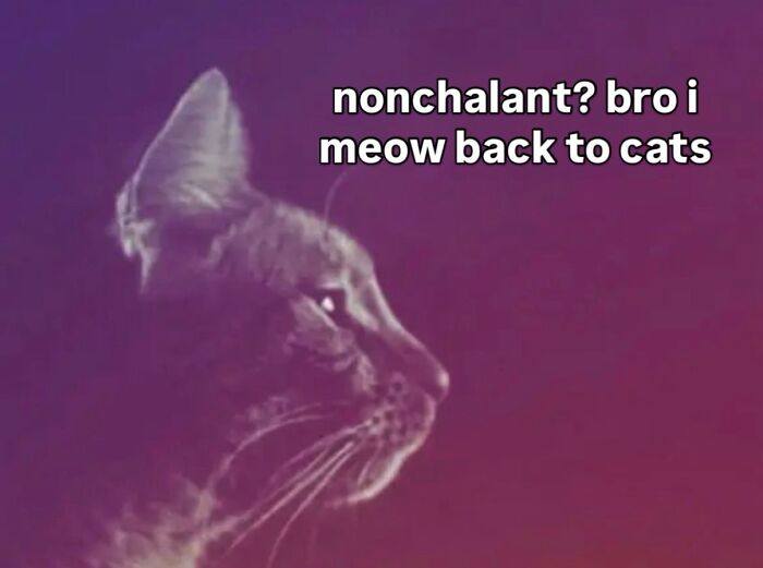 These Cat Memes Will Totally Crack You Up (No Cap)