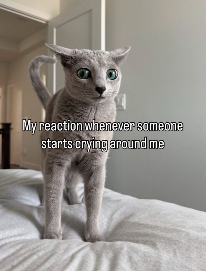 These Cat Memes Will Totally Crack You Up (No Cap)