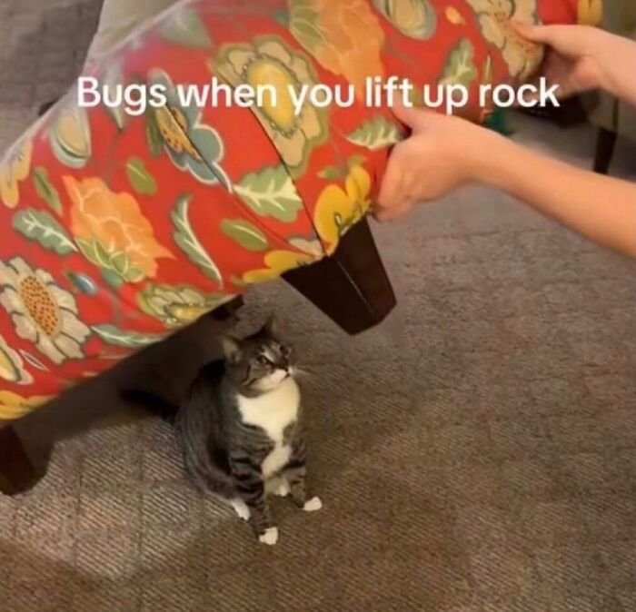 These Cat Memes Will Totally Crack You Up (No Cap)