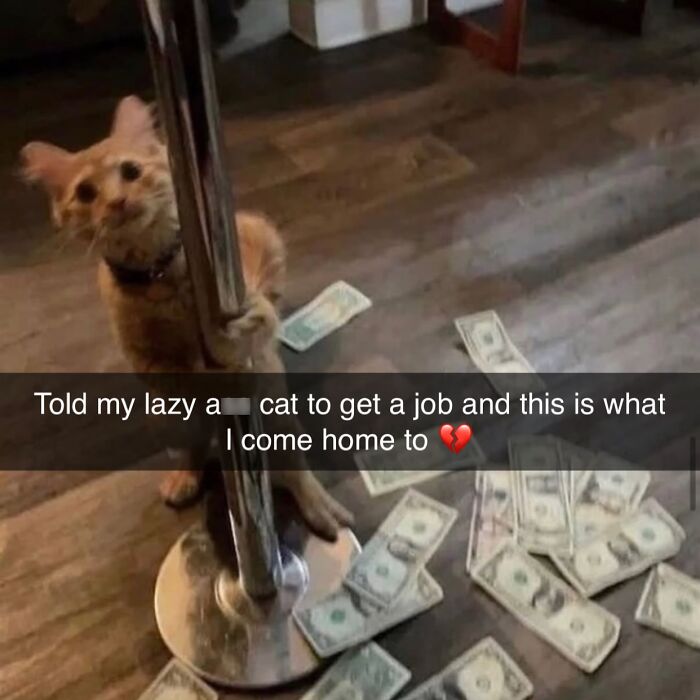 These Cat Memes Will Totally Crack You Up (No Cap)