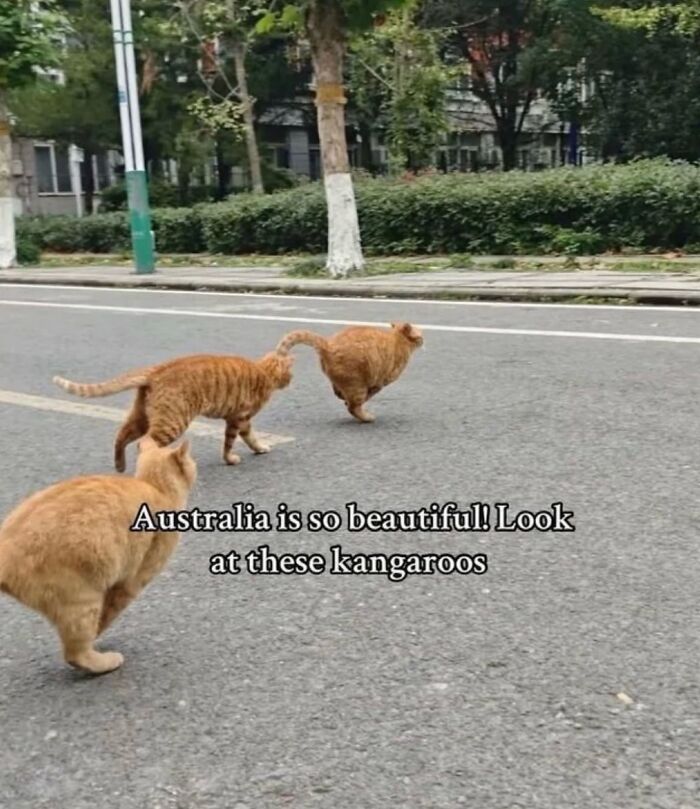 These Cat Memes Will Totally Crack You Up (No Cap)