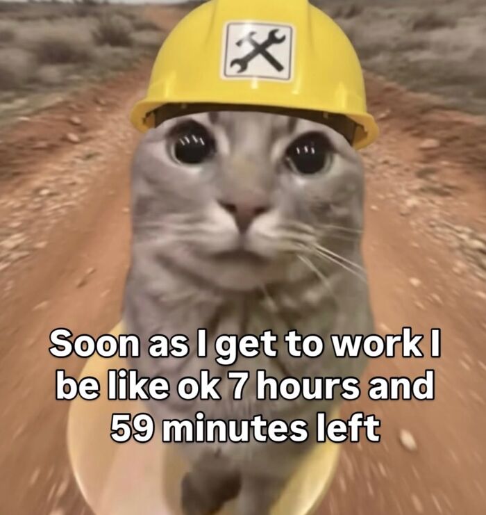 These Cat Memes Will Totally Crack You Up (No Cap)