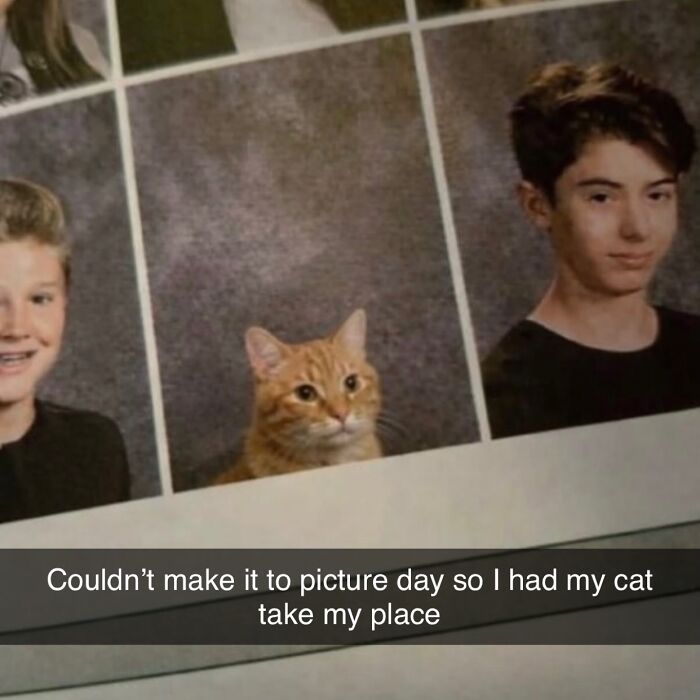 These Cat Memes Will Totally Crack You Up (No Cap)
