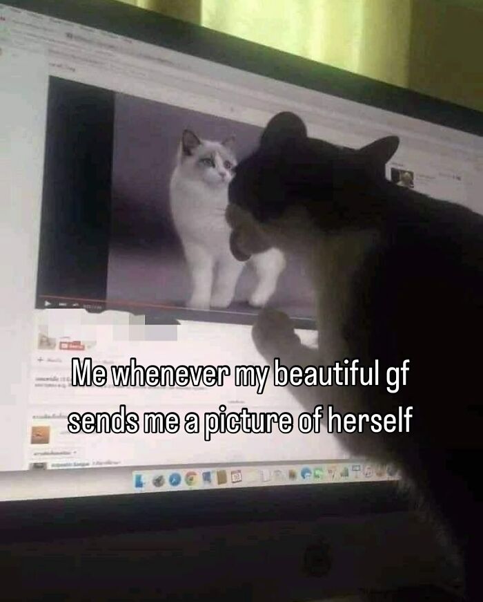 These Cat Memes Will Totally Crack You Up (No Cap)