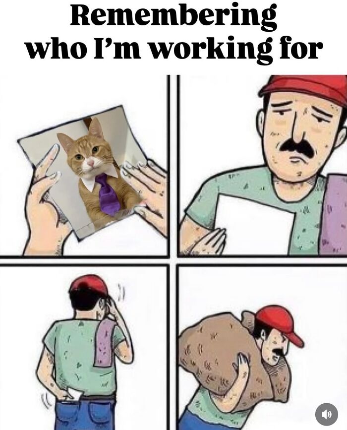 These Cat Memes Will Totally Crack You Up (No Cap)