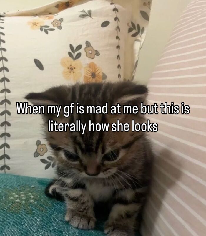 These Cat Memes Will Totally Crack You Up (No Cap)