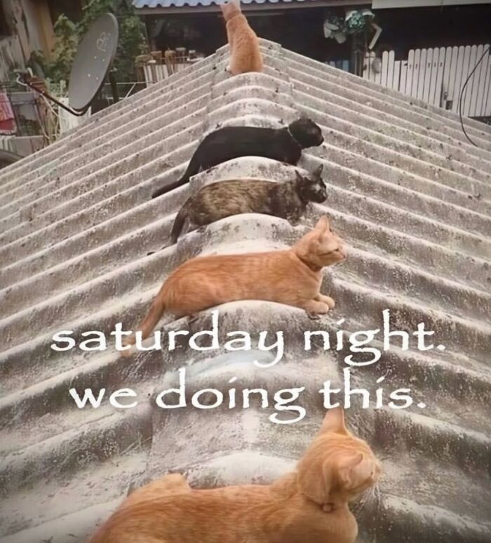These Cat Memes Will Totally Crack You Up (No Cap)