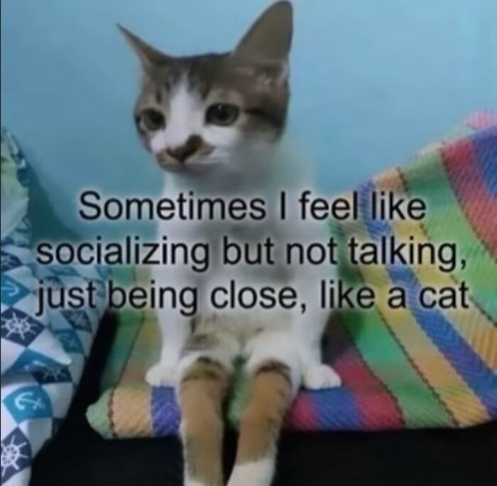 These Cat Memes Will Totally Crack You Up (No Cap)