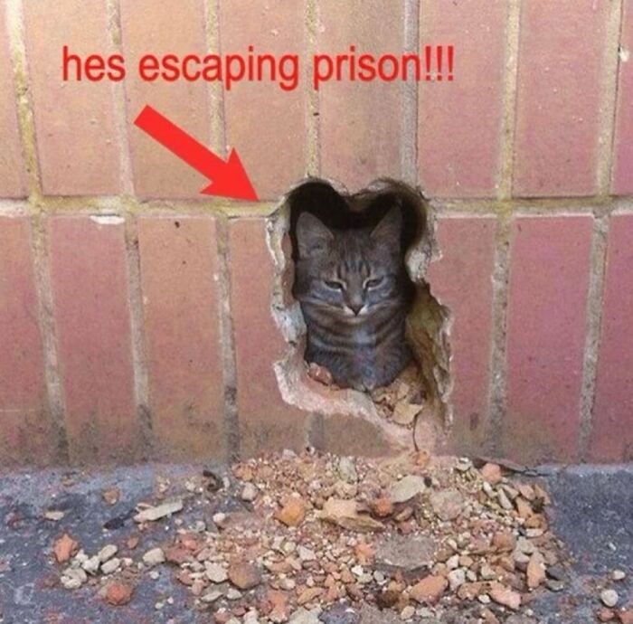 These Cat Memes Will Totally Crack You Up (No Cap)
