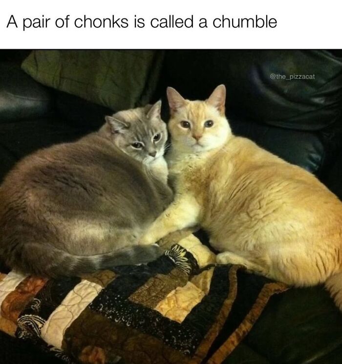 These Cat Memes Will Totally Crack You Up (No Cap)