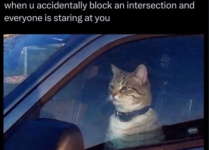 These Cat Memes Will Totally Crack You Up (No Cap)