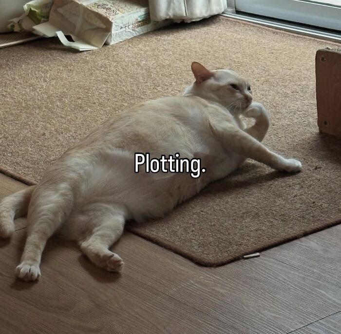 These Cat Memes Will Totally Crack You Up (No Cap)