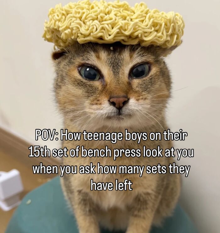 These Cat Memes Will Totally Crack You Up (No Cap)