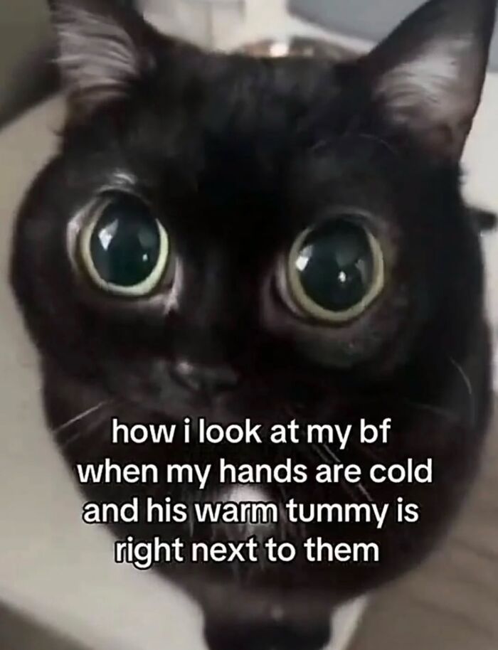 These Cat Memes Will Totally Crack You Up (No Cap)