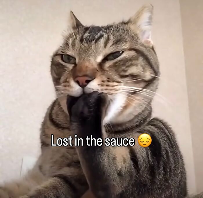 These Cat Memes Will Totally Crack You Up (No Cap)