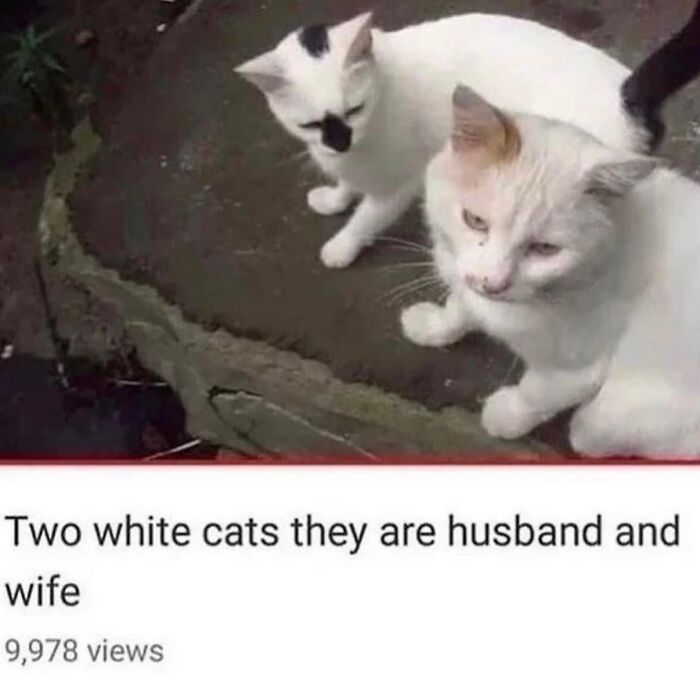 These Cat Memes Will Totally Crack You Up (No Cap)
