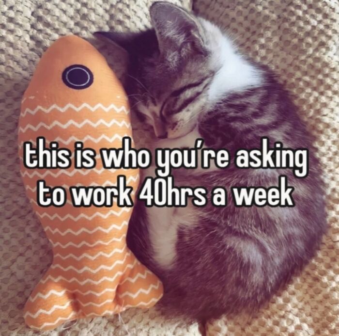 These Cat Memes Will Totally Crack You Up (No Cap)
