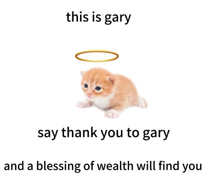 These Cat Memes Will Totally Crack You Up (No Cap)