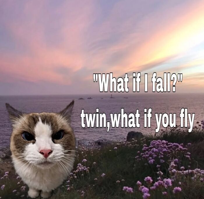 These Cat Memes Will Totally Crack You Up (No Cap)