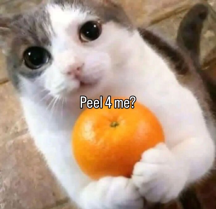 These Cat Memes Will Totally Crack You Up (No Cap)