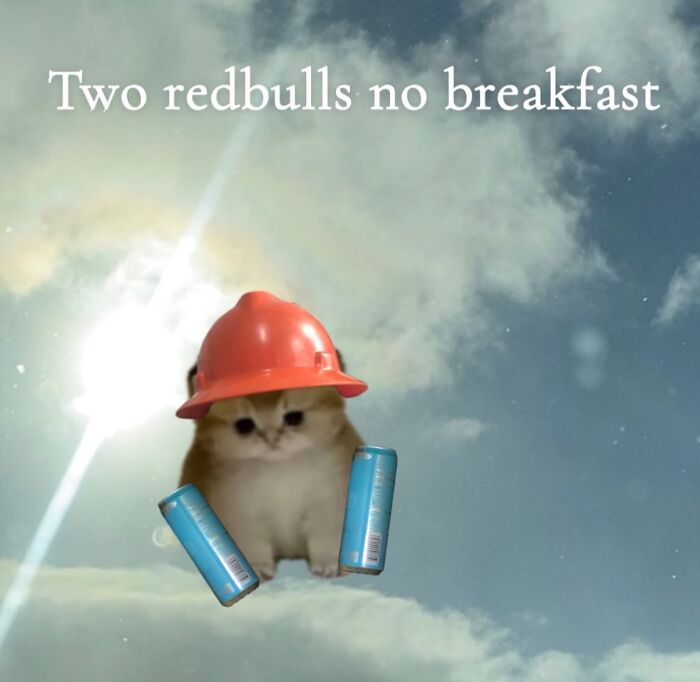 These Cat Memes Will Totally Crack You Up (No Cap)