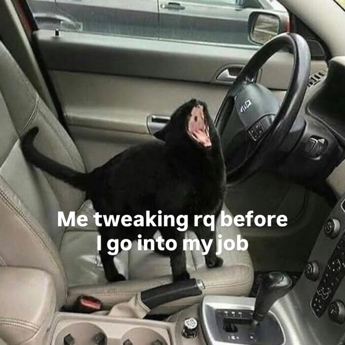 These Cat Memes Will Totally Crack You Up (No Cap)