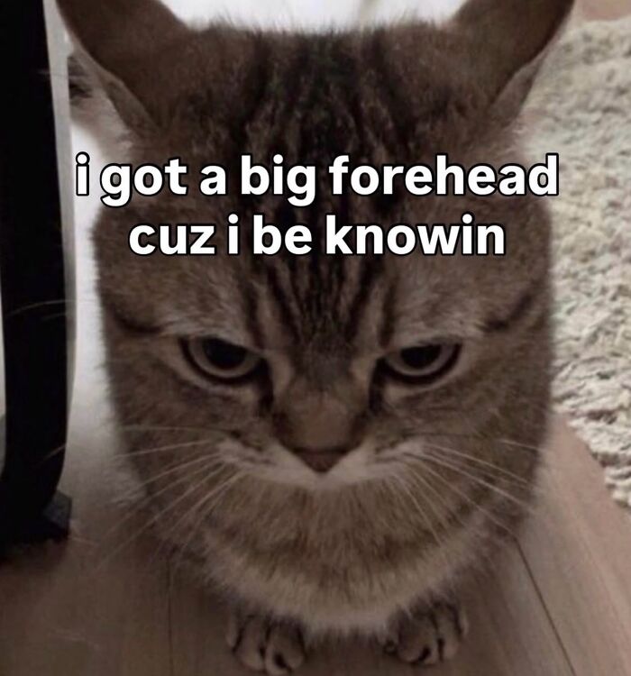 These Cat Memes Will Totally Crack You Up (No Cap)