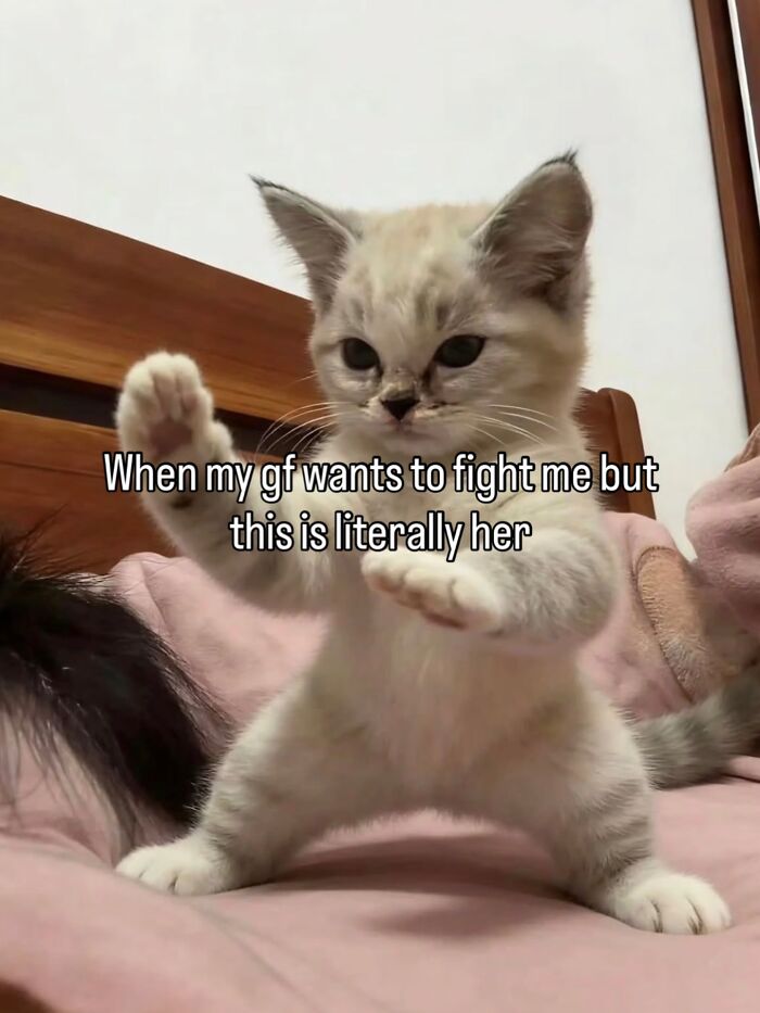 These Cat Memes Will Totally Crack You Up (No Cap)