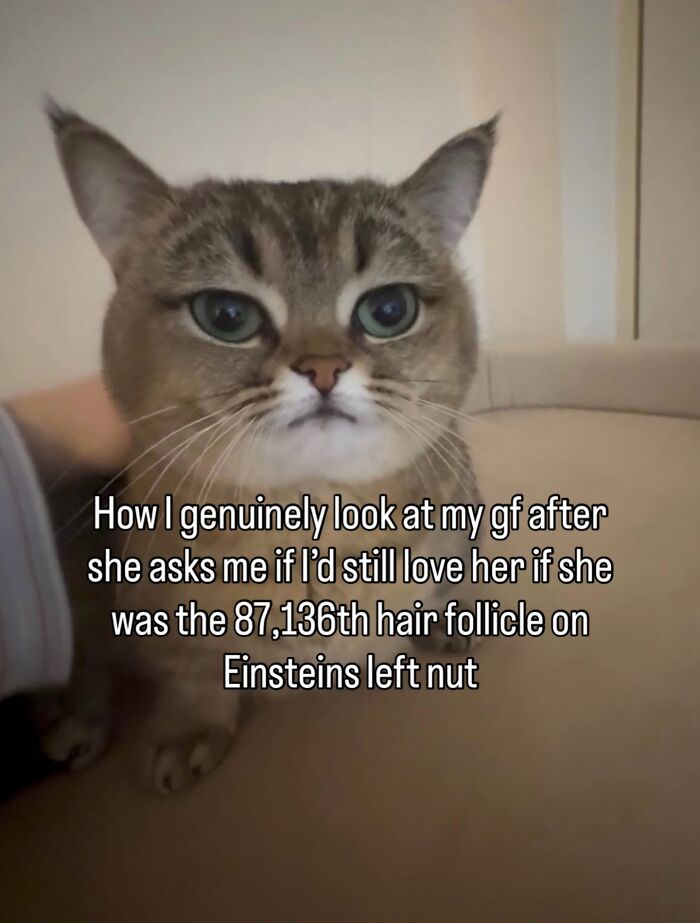 These Cat Memes Will Totally Crack You Up (No Cap)