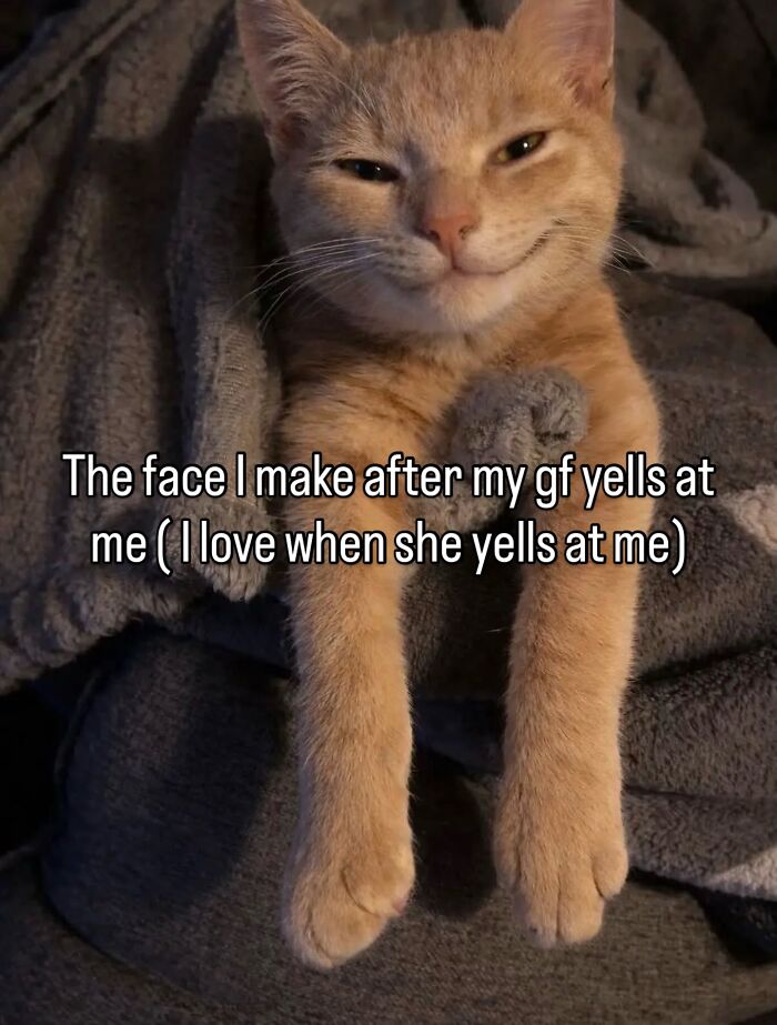 These Cat Memes Will Totally Crack You Up (No Cap)