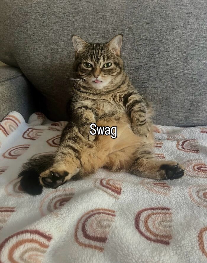 These Cat Memes Will Totally Crack You Up (No Cap)