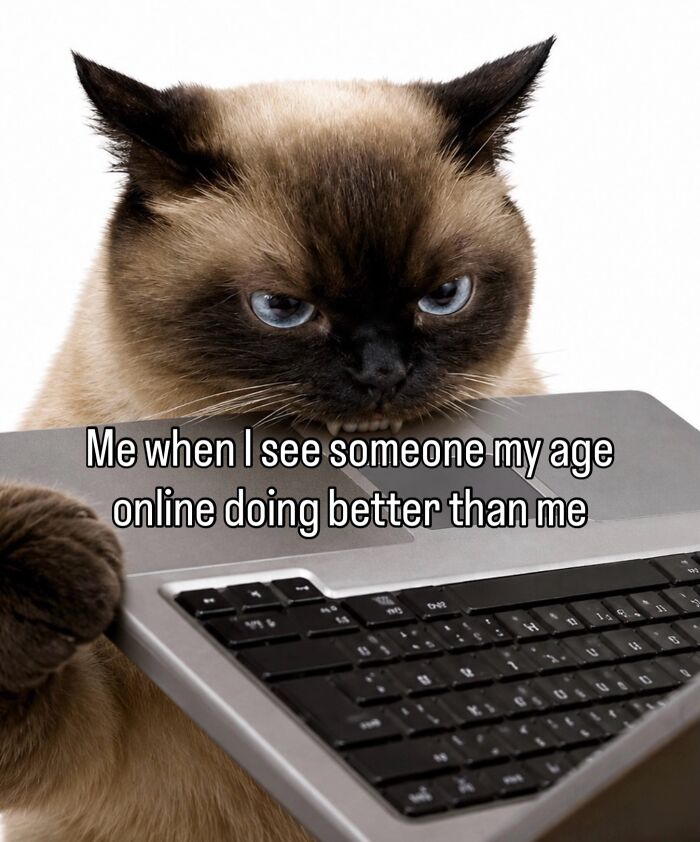 These Cat Memes Will Totally Crack You Up (No Cap)