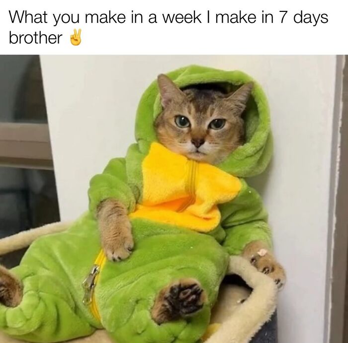 These Cat Memes Will Totally Crack You Up (No Cap)