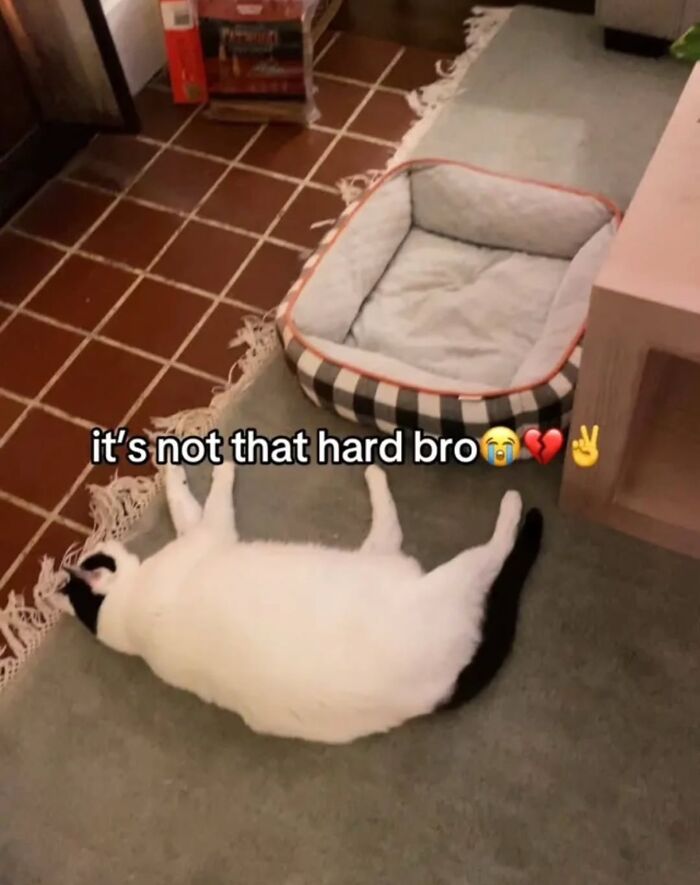 These Cat Memes Will Totally Crack You Up (No Cap)