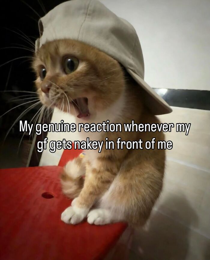 These Cat Memes Will Totally Crack You Up (No Cap)