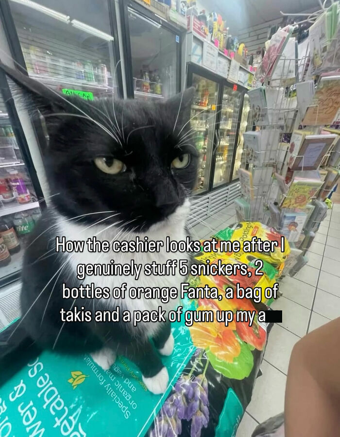 These Cat Memes Will Totally Crack You Up (No Cap)