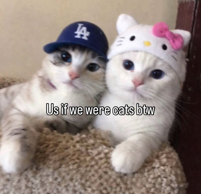 These Cat Memes Will Totally Crack You Up (No Cap)